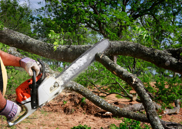 How Our Tree Care Process Works  in  Mcguire Af, NJ